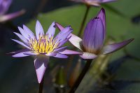 060625_BotanischerGarten_Seerose19.jpg