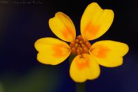 060709_Zuhause_Tagetes02.jpg