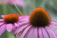 060730_BotanischerGarten_RoterSonnenhut01.jpg