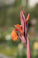 060908_BotanischerGarten_Blumenrohr02.jpg