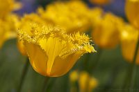 070421_BotanischerGarten_Tulpe04.jpg