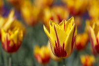 070421_BotanischerGarten_Tulpe07.jpg