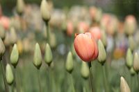 080509_BotanischerGarten_Tulpe_01.jpg