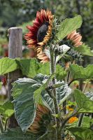 080726_BotanischerGarten_Sonnenblume.jpg