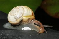 051009_Zuhause_Schnecke01.jpg