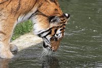 050429_Tierpark_Tiger01.jpg