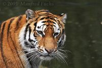 050429_Tierpark_Tiger03.jpg