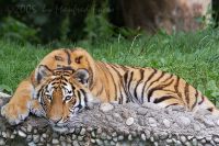 050722_Tierpark_Tiger14.jpg