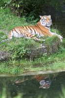 050722_Tierpark_Tiger52.jpg