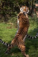 051014_Tierpark_Tiger048.jpg