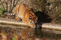 051014_Tierpark_Tiger058.jpg