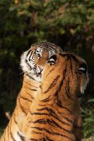 051014_Tierpark_Tiger139.jpg