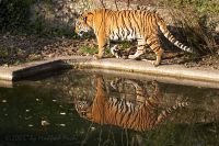 051014_Tierpark_Tiger182.jpg