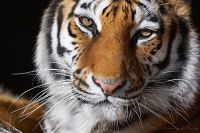 060219_Tierpark_Tiger37.jpg