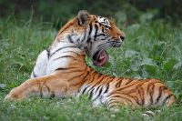 080704_Tierpark_Tiger_02.jpg