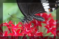 060301_BotanischerGarten_Schmetterling22.jpg