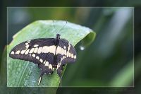 060301_BotanischerGarten_Schmetterling46.jpg