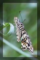 060301_BotanischerGarten_Schmetterling51.jpg