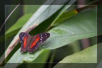 060301_BotanischerGarten_Schmetterling60.jpg