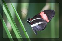 060301_BotanischerGarten_Schmetterling67.jpg