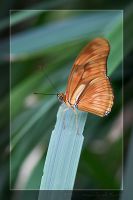 060301_BotanischerGarten_Schmetterling94.jpg