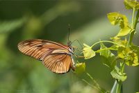 060625_BotanischerGarten_Schmetterling08.jpg