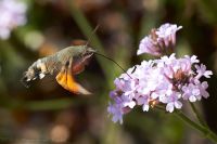 100911_BotanischerGarten_Taubenschwaenzchen_32.jpg