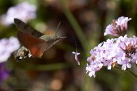 100911_BotanischerGarten_Taubenschwaenzchen_33.jpg