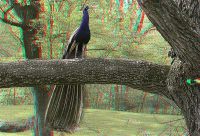 060505_Tierpark_Pfau14_rc.jpg