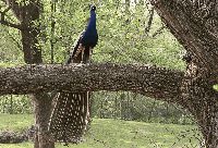 060505_Tierpark_Pfau14_wb.gif