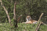 060505_Tierpark_Tiger01_wb.gif