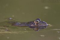 060512_BotanischerGarten_Frosch08.jpg