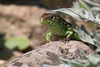 070413_BotanischerGarten_1702.jpg