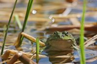 080509_BotanischerGarten_Frosch_01.jpg