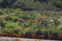 060728_BotanischerGarten_Beet06.jpg