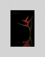 060326_Heliconia01_Wasser.jpg