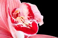 080101_Zuhause_Orchidee03.jpg