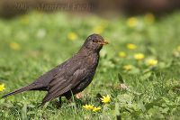 050415_Tierpark_Amsel04.jpg