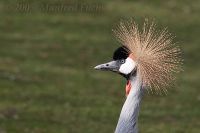 050415_Tierpark_Kronenkranich06.jpg