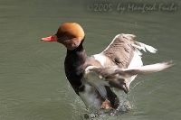 050603_Tierpark_Kolbenente01.jpg