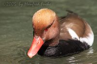 050603_Tierpark_Kolbenente10.jpg