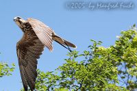 050619_Tierpark_Sakerfalke03.jpg