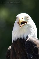 050619_Tierpark_Weisskopfseeadler10.jpg