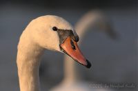 051014_Tierpark_Schwan01.jpg