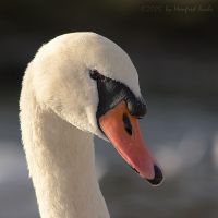 051021_Tierpark_Schwan02.jpg