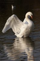 051021_Tierpark_Schwan13.jpg