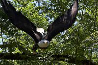 060612_Tierpark_Weisskopfseeadler05.jpg