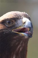 070414_Tierpark_Steinadler21.jpg