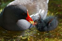 080627_Tierpark_Teichralle_04.jpg