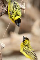 080704_Tierpark_Webervogel_01.jpg